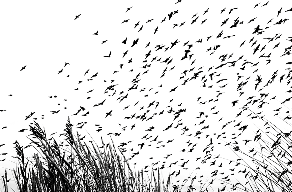 Afbeelding uit de Essaybundel (vogels).png